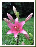 Cliquez pour afficher l'image en taille r�elle