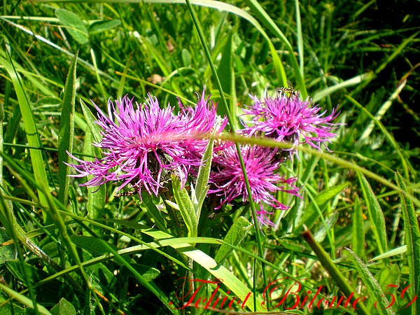 Image hébergée par Casimages.com : votre hébergeur d images simple et gratuit
