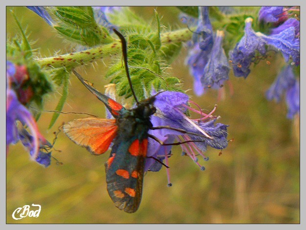 Image h�berg�e par Casimages.com : votre h�bergeur d images simple et gratuit