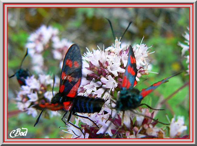 Image h�berg�e par Casimages.com : votre h�bergeur d images simple et gratuit