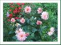 Cliquez pour afficher l'image en taille r�elle