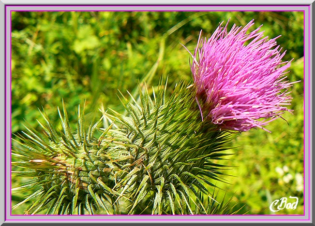 Image h�berg�e par Casimages.com : votre h�bergeur d images simple et gratuit