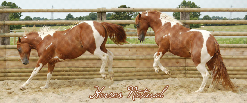 Horses Natural