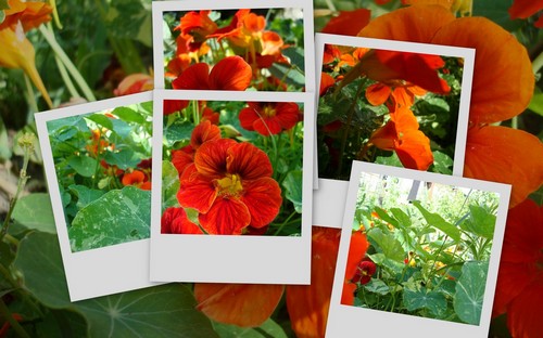 Image hébergée par Casimages.com : votre hébergeur d images simple et gratuit