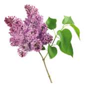 Lilas