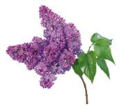 Lilas