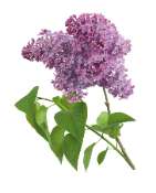 Lilas