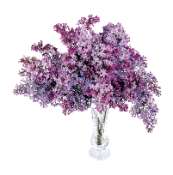 Lilas