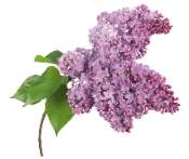Lilas