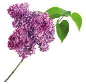 Lilas