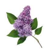 Lilas