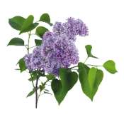 Lilas