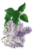 Lilas