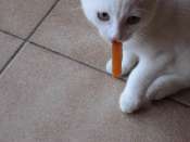 Hebergement gratuit d image et photo