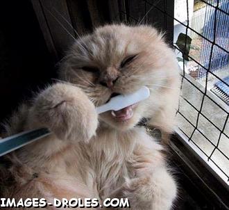 voir l'image en taille relle