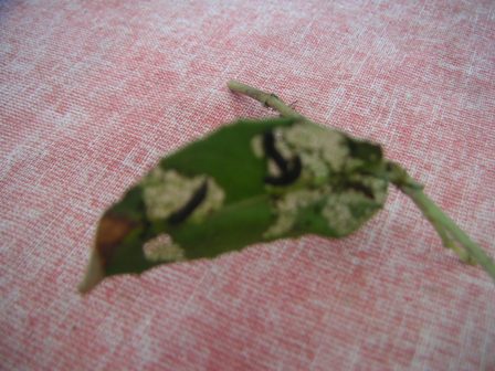 http://nsm01.casimages.com/img/2008/08/19//080819084724195502397063.jpg
