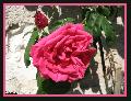 Cliquez pour afficher l'image en taille r�elle