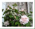 Cliquez pour afficher l'image en taille r�elle
