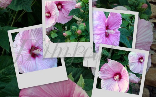 Image hébergée par Casimages.com : votre hébergeur d images simple et gratuit
