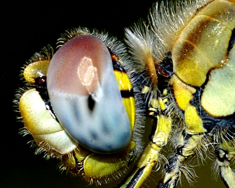 http://nsm01.casimages.com/img/2008/08/31//080831111945171382439436.jpg