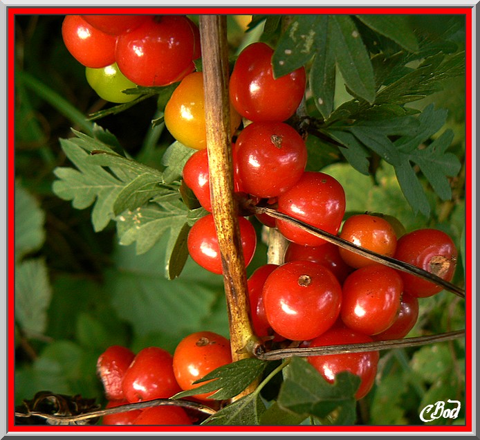 Image h�berg�e par Casimages.com : votre h�bergeur d images simple et gratuit