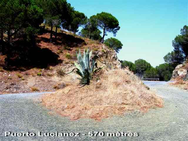 Agrandir l'image Rond-point du Puerto Lucianez - ES-MA-0562