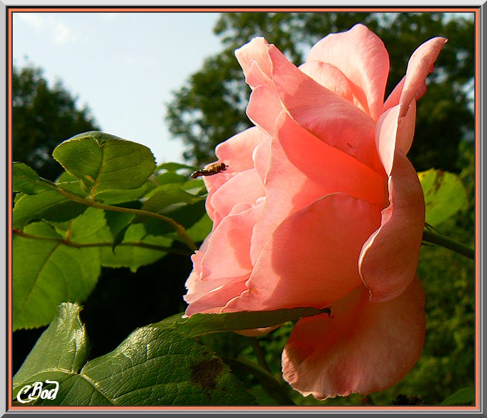 Image h�berg�e par Casimages.com : votre h�bergeur d images simple et gratuit