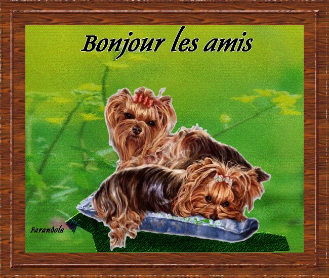 voir l'image en taille réelle