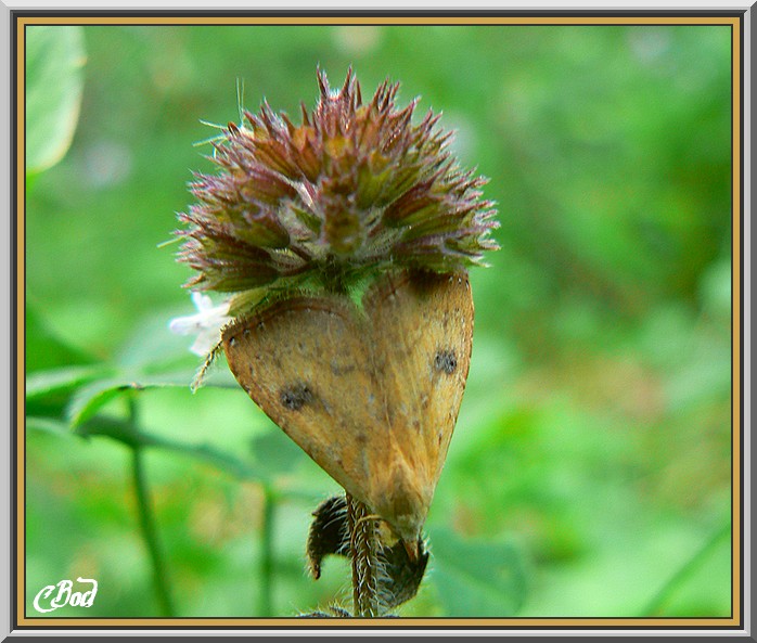 Image h�berg�e par Casimages.com : votre h�bergeur d images simple et gratuit