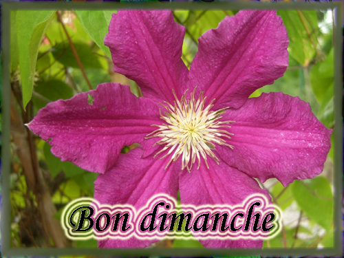 voir l'image en taille réelle