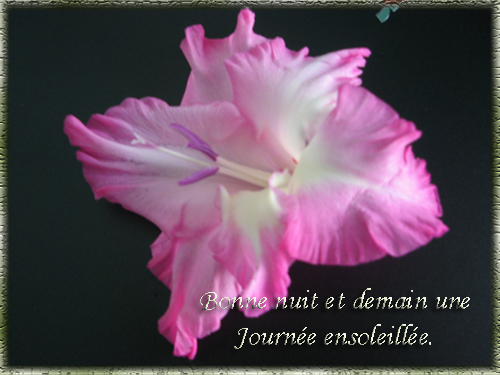 voir l'image en taille réelle