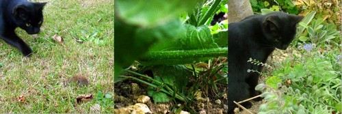 Image hébergée par Casimages.com : votre hébergeur d images simple et gratuit