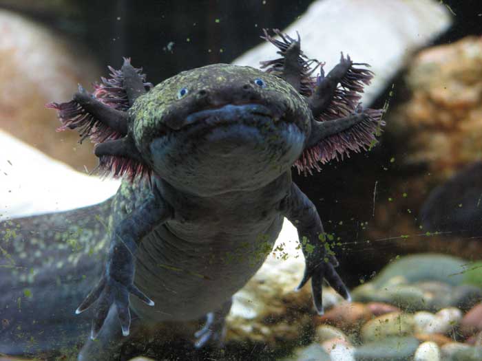 Salamandre Axolotl Odeur Nourriture Sur Fond De Sable Drôle D'eau Douce  Domestique Amphibien Endémique De La Vallée Du Mexique Ten Photo stock -  Image du libre, aquatique: 259867284