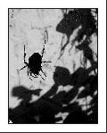 Cliquez pour afficher l'image en taille r�elle