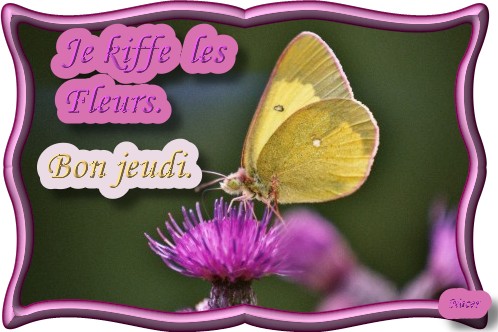 voir l'image en taille réelle