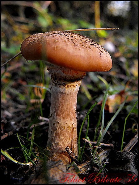 Image hébergée par Casimages.com : votre hébergeur d images simple et gratuit