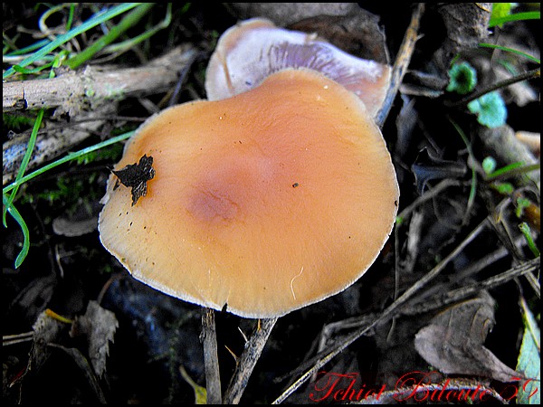 Image hébergée par Casimages.com : votre hébergeur d images simple et gratuit