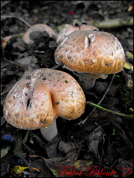 Image hébergée par Casimages.com : votre hébergeur d images simple et gratuit