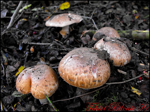 Image hébergée par Casimages.com : votre hébergeur d images simple et gratuit
