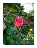 Cliquez pour afficher l'image en taille r�elle