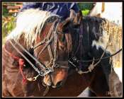 cIMG_3842
