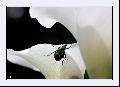 Cliquez pour afficher l'image en taille r�elle