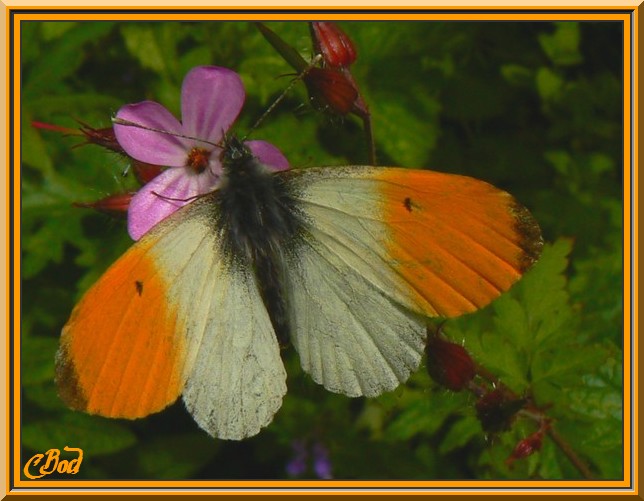Image h�berg�e par Casimages.com : votre h�bergeur d images simple et gratuit