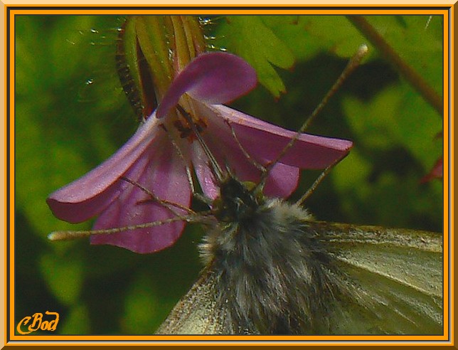 Image h�berg�e par Casimages.com : votre h�bergeur d images simple et gratuit