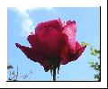 Cliquez pour afficher l'image en taille r�elle