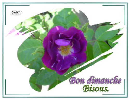 voir l'image en taille réelle