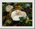 Cliquez pour afficher l'image en taille r�elle