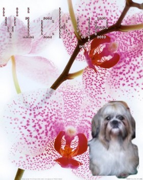 Image h�berg�e par Casimages.com : votre h�bergeur d images simple et gratuit