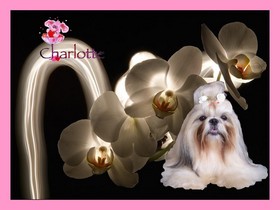 Image h�berg�e par Casimages.com : votre h�bergeur d images simple et gratuit