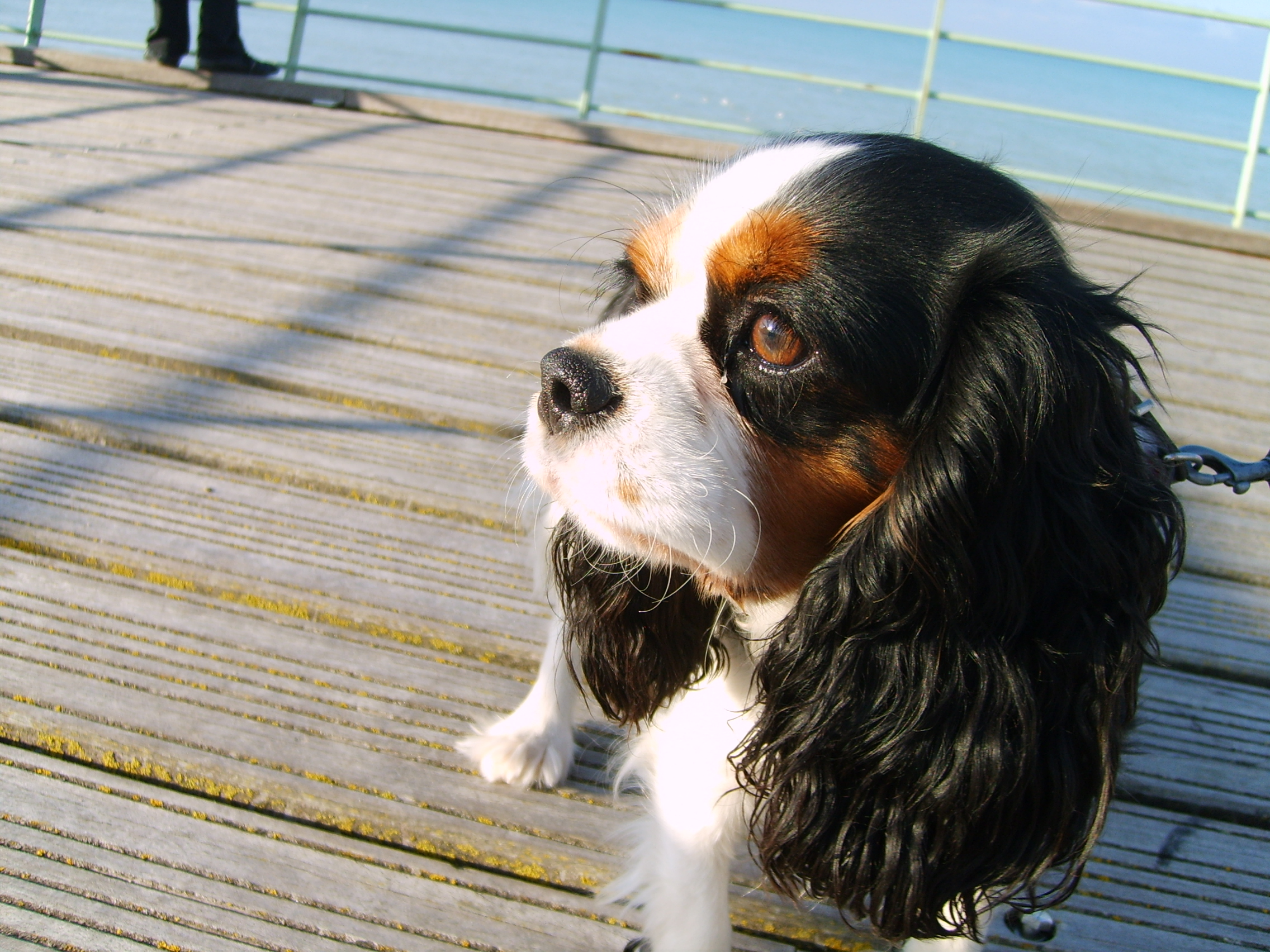 Image h�berg�e par Casimages.com : votre h�bergeur d images simple et gratuit